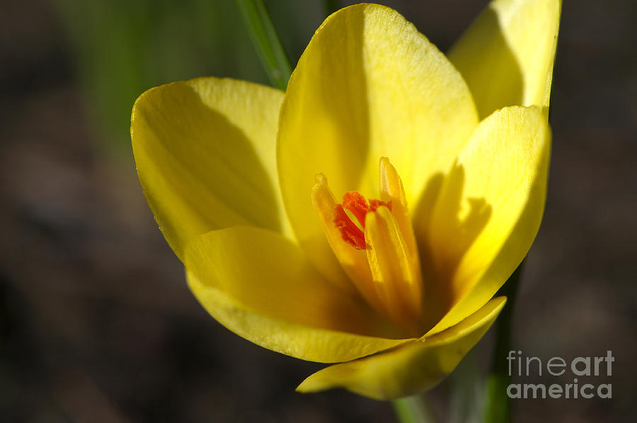 First Yellow Crocus Photograph by Sharon Talson
