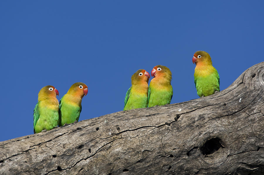 Animal Photograph - Fischers Lovebirds Ngorongoro by Suzi Eszterhas