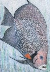 Fish - ACEO Drawing by Ana Tirolese