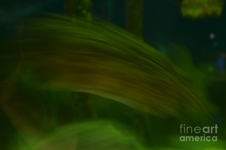 Fish Abstract Photograph by Donna Brown