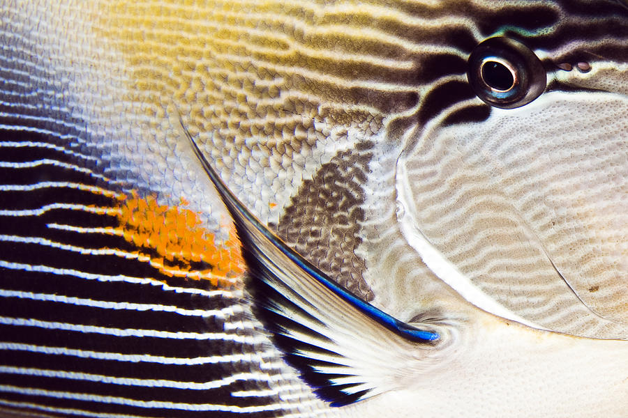 Fish Abstract Photograph