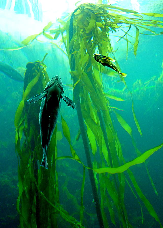 Fish and Kelp Photograph by Amelia Racca