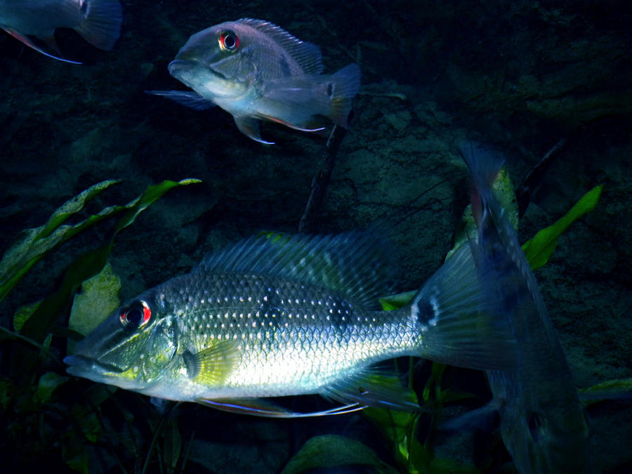 Fish  Photograph by Colette V Hera Guggenheim
