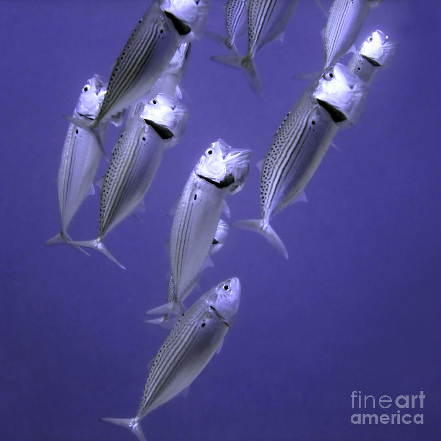 Fish Feeding with Mouths Open Photograph by Serena Bowles - Fine Art America