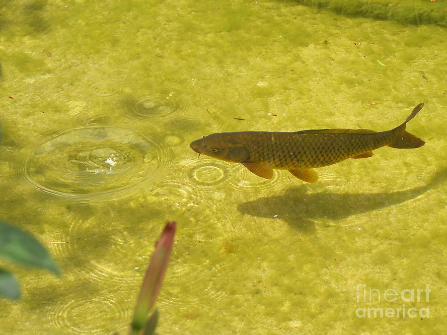 Fish Photograph - Fish in a pond by Yury Bashkin