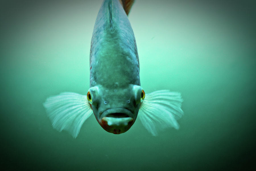 Fish In Sea Photograph by Camila Ferraz Fish In Sea Photograph by Camila Ferraz