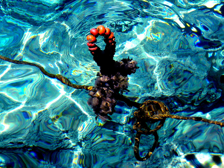 Fish Knot Santorini Greece Photograph by Colette V Hera Guggenheim