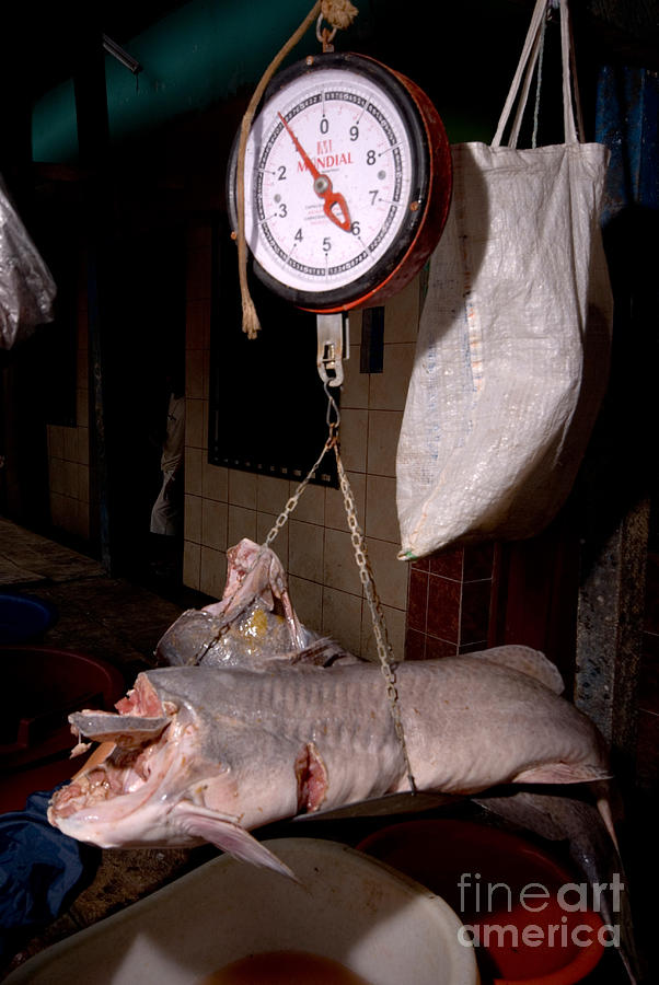 Over Exploitation Photograph - Fish Market, Peru by Dant Fenolio