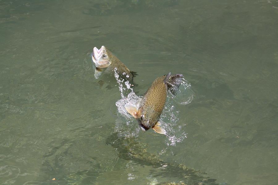 Fish Out of Water Photograph by Jackie Easthouse - Fine Art America