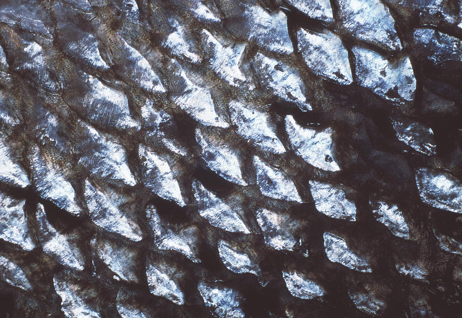 Fish Photograph - Fish Scales by Alan Sirulnikoff