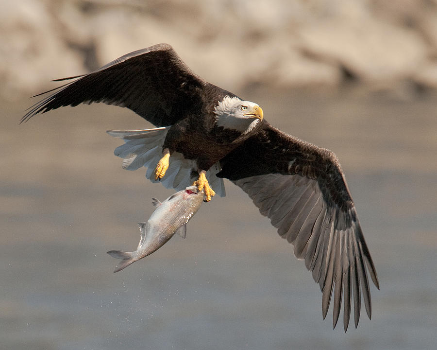 Eagle Photograph - Fish To Go by Craig Leaper