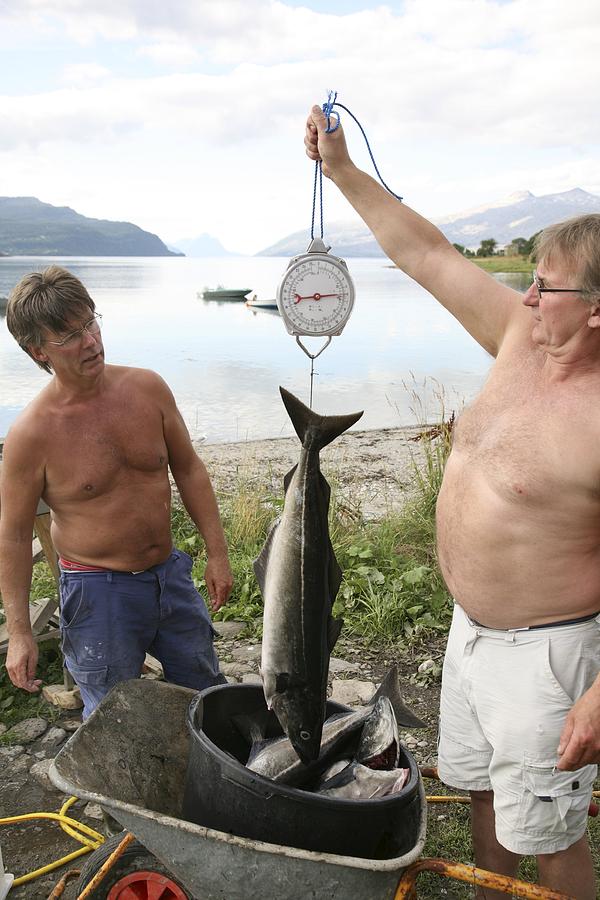 Fish Photograph - Fishermen Weighing Their Catch by Bjorn Svensson
