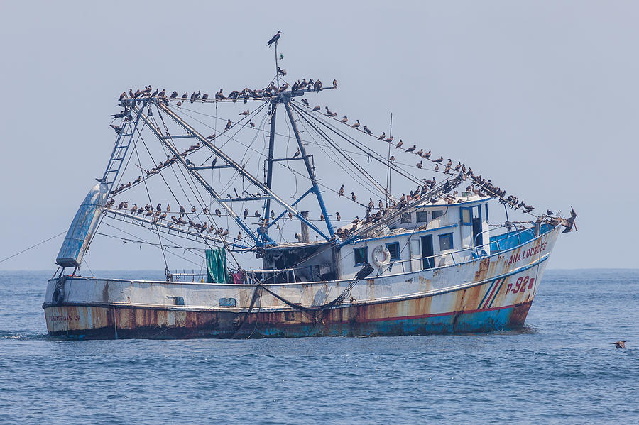 Bird Photograph - Fishing Boat With Birds by Craig Lapsley