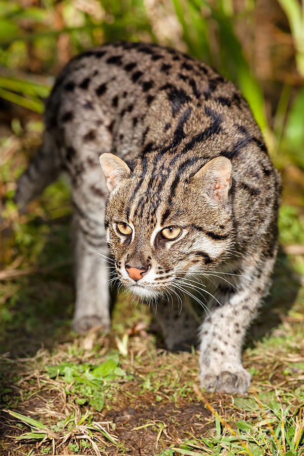 Fishing Cat Prowling Photograph by Sarah Cheriton-Jones - Pixels