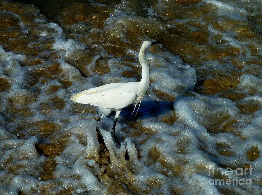 Egret Photograph - Fishing Egret by Anna  Duyunova
