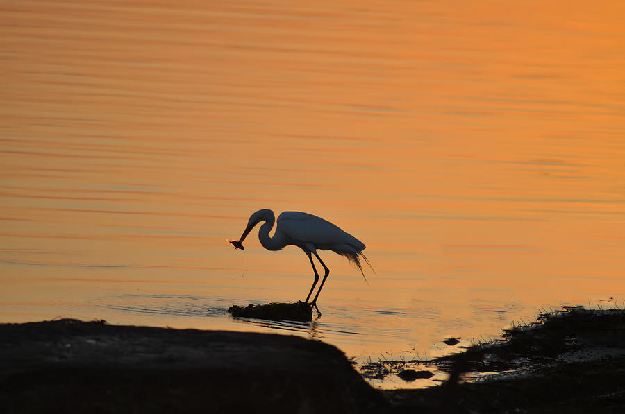 Fishing Egret Photograph by Bill Cannon