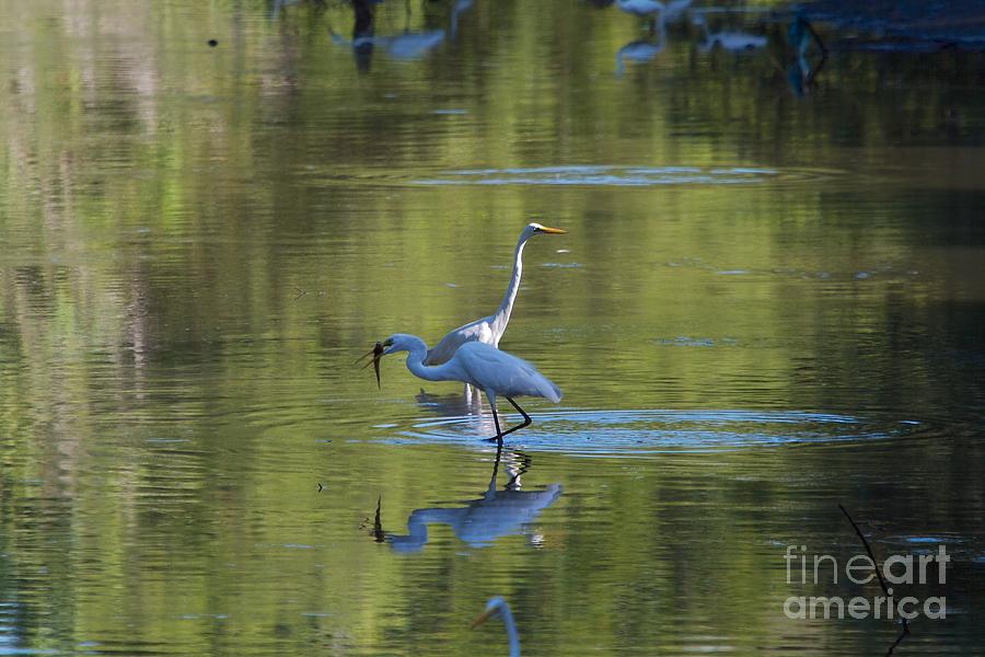 Nature Photograph - fishing Egrets  by Gary Bridger