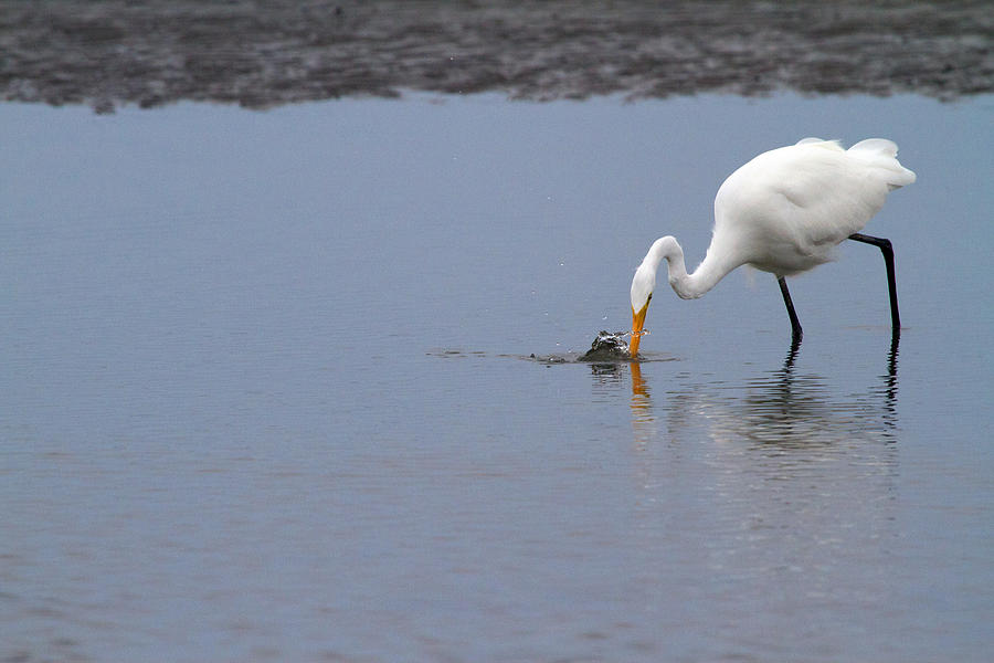 Egret Photograph - Fishing for a Meal by Karol Livote