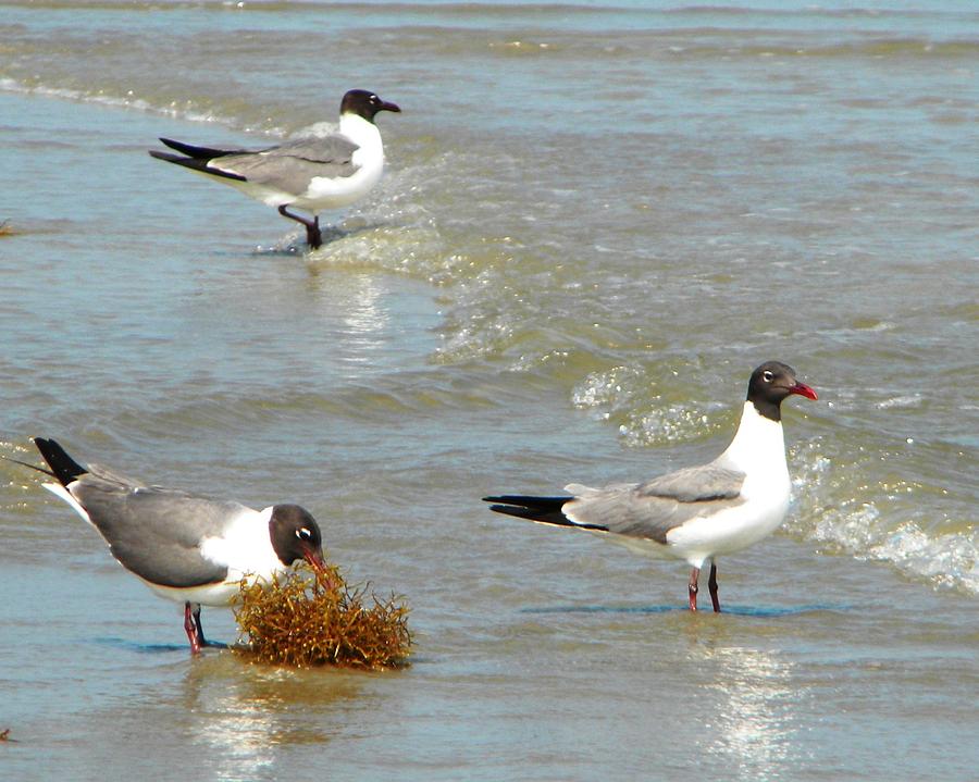 Fishing Seagulls Photograph by Etta Harris