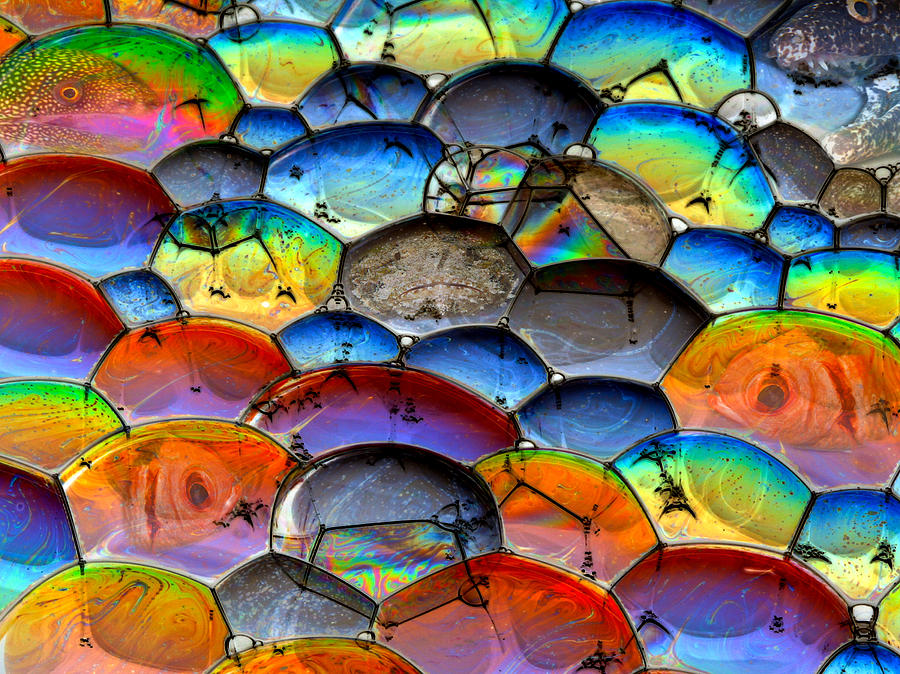 Fishy bubbles Photograph by Jean Noren