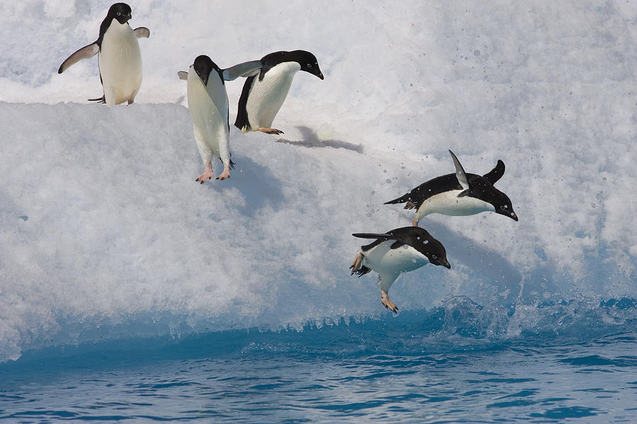 Five Adelie Penguins Leaping Photograph by Suzi Eszterhas
