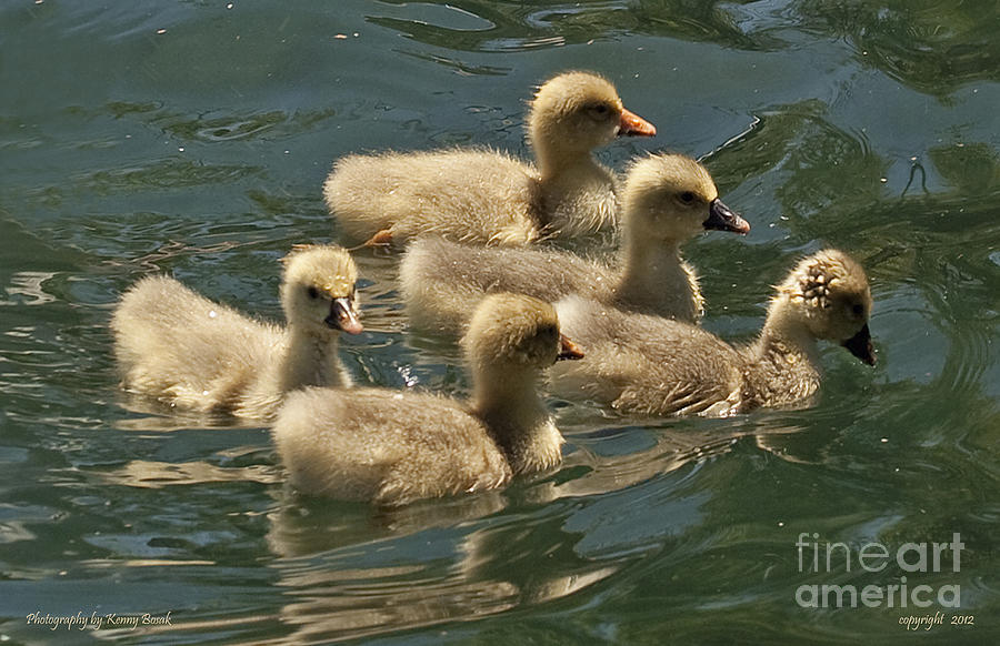 Five Baby Pilgrim Geese Swimming Photograph by Kenny Bosak