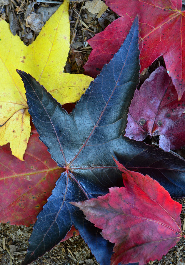 Five Fall Leaves Photograph by Sandi OReilly