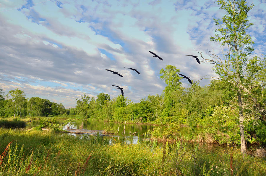 Landscape Photograph - Five Forks Pond by Jan Amiss Photography