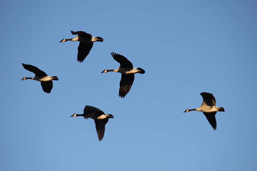 Five Geese Fly Photograph by Donna L Munro