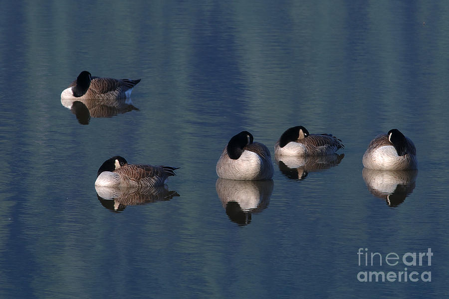 Five Geese Napping Photograph by Sharon Talson