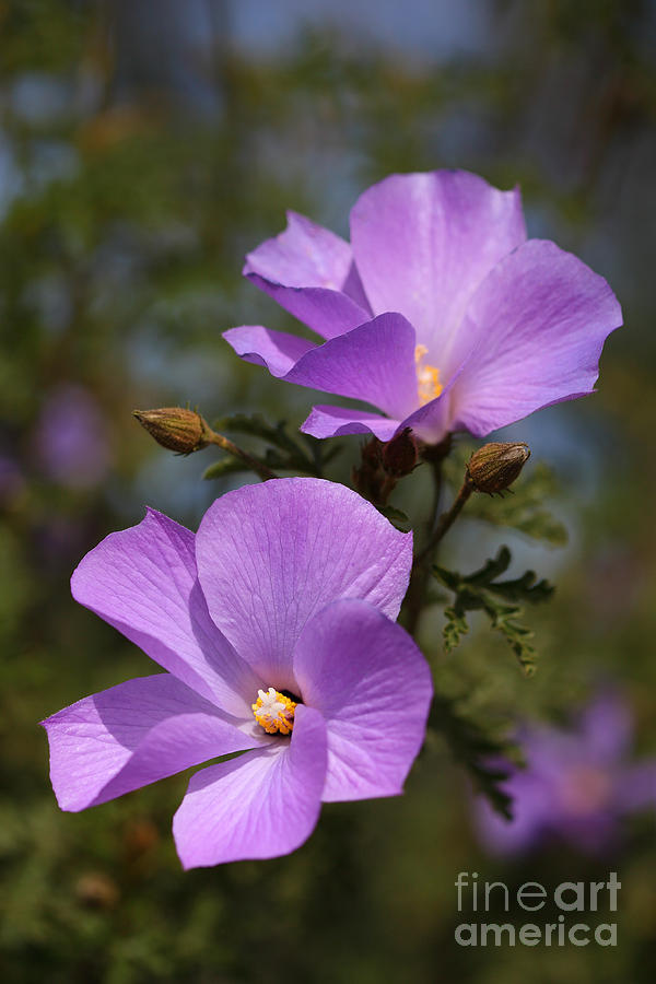 Five petaled purple flower Photograph by Nicholas Burningham