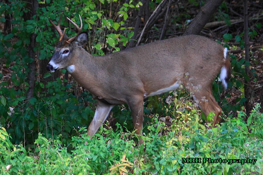 Five Pointer Photograph by Mark Hinrichs - Fine Art America