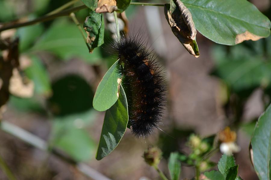 Fla Woolly Worm Photograph By Katrina Johns 