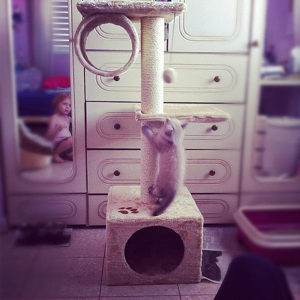 Cat Photograph - Flaaffy Got A New Playground #cat #cats by Aviad Rozenberg