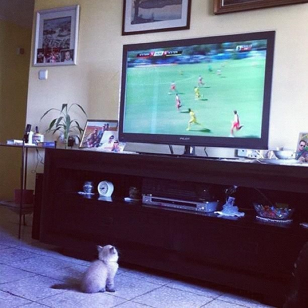 Football Photograph - Flaaffy Watching Football #tv #football by May Pinky  ✨