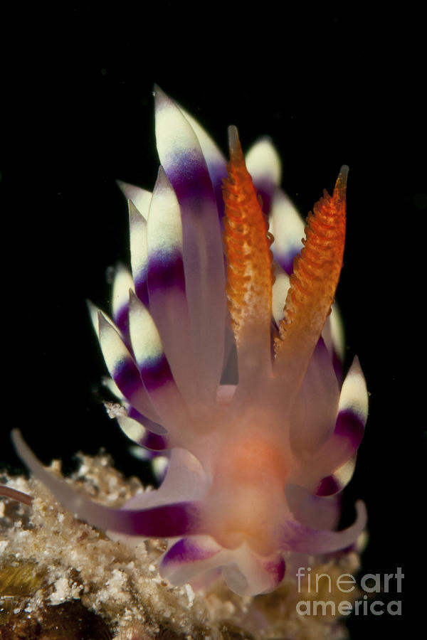 Flabellina Exoptata Nudibranch, Sabah Photograph by Mathieu Meur