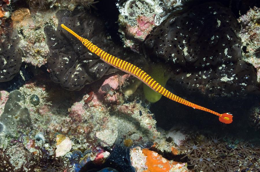 Flagtail Pipefish With Eggs Photograph by Georgette Douwma