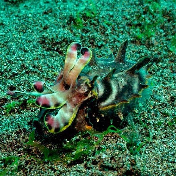 Nature Photograph - #flamboyantcuttlefish #cuttlefish by Arturo Brook