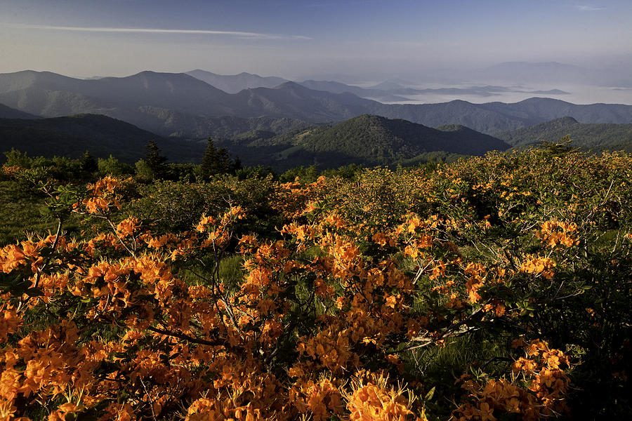 Mountain Photograph - Flame Azalea and the Blue Ridge Mountains by Rob Travis