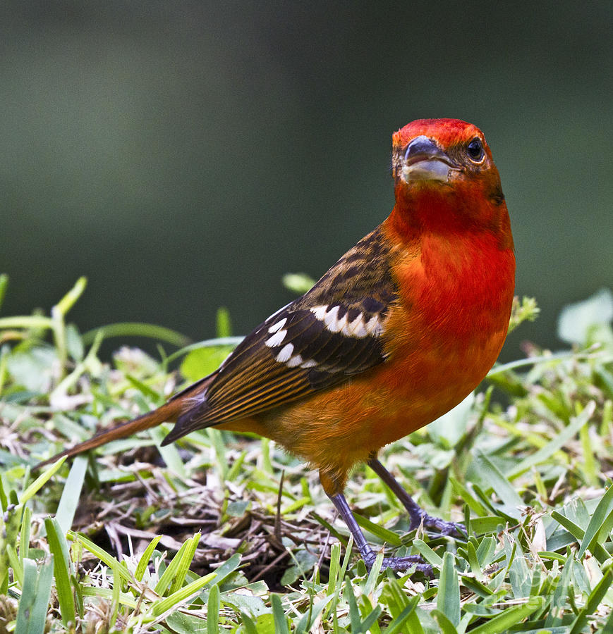 Flame-Colored Tanager Photograph by Heiko Koehrer-Wagner