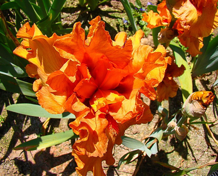 Flame Orange Iris Photograph by Nick Kloepping
