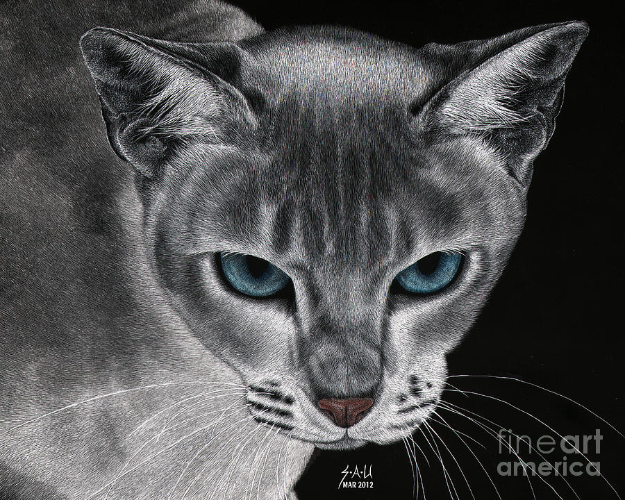 Flame Point Siemese Cat Drawing by Sheryl Unwin
