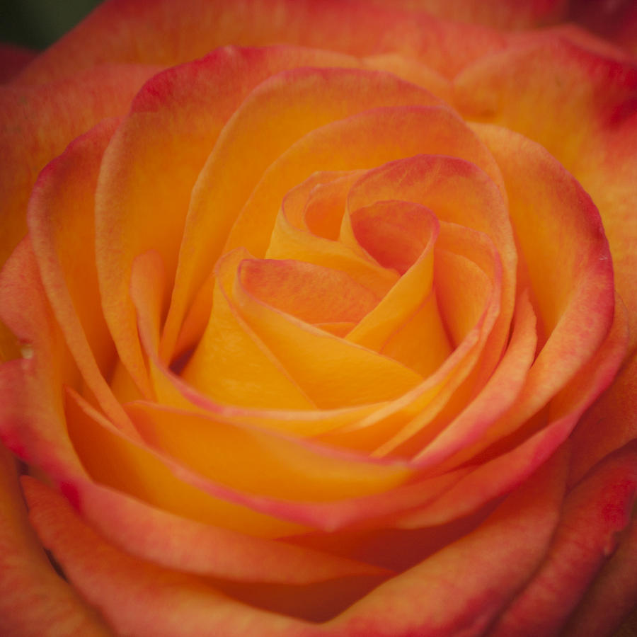 Flame Rose Squared 2 Photograph