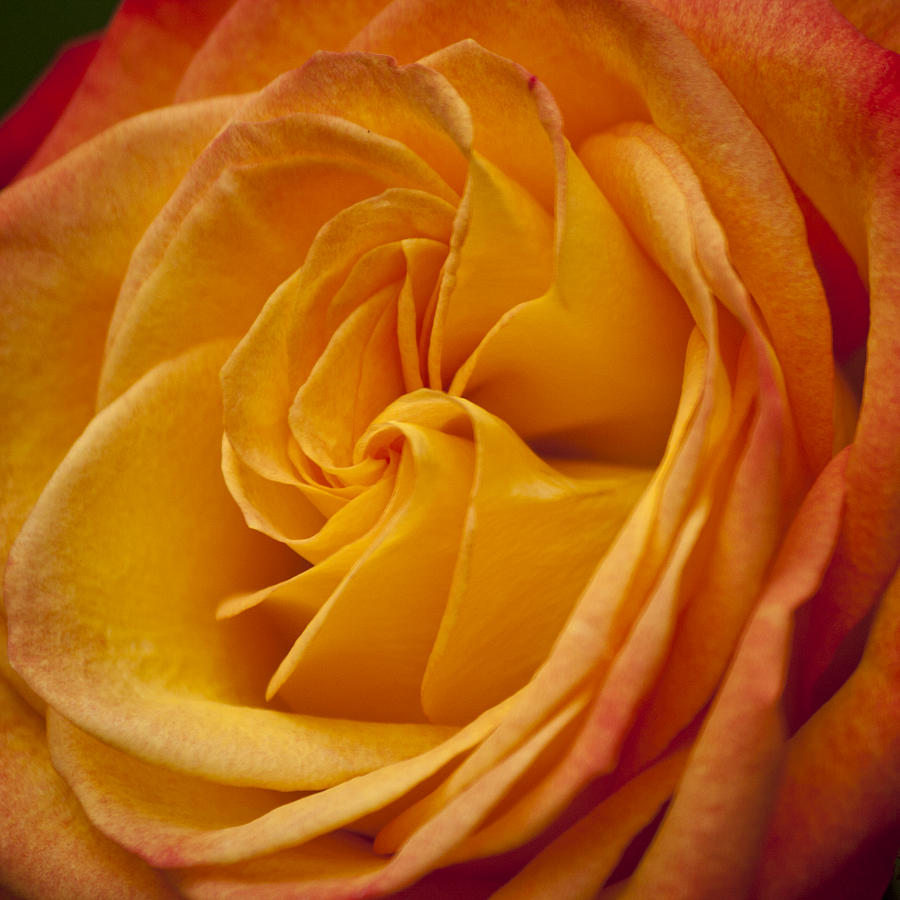 Flame Rose Squared 3 Photograph by Teresa Mucha - Pixels