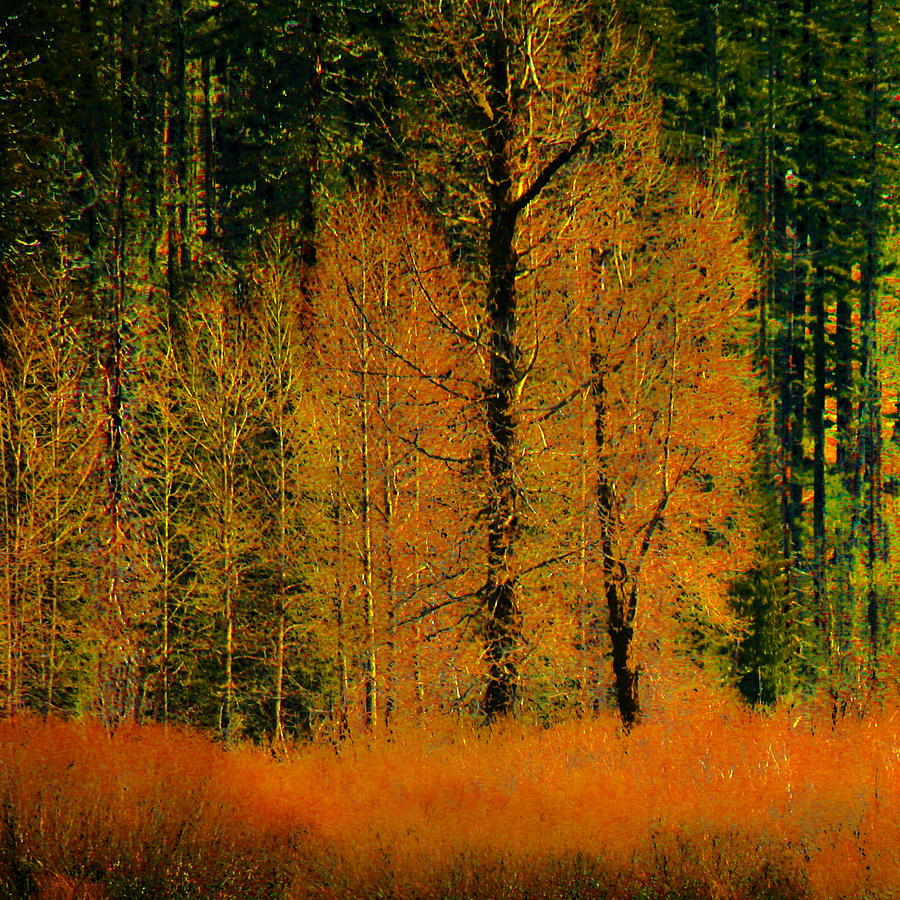 Flaming Autumn Photograph by Bonnie Bruno