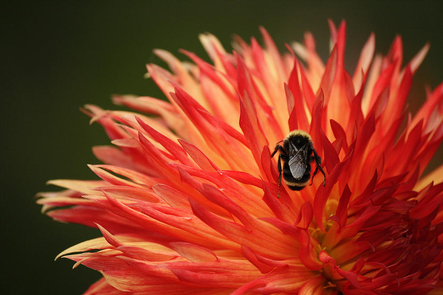 Flaming Bee Photograph by Chris Anderson