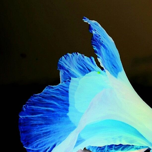 Flaming Blue Flower Photograph by James Granberry