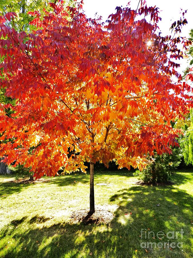 Flaming Fall Photograph by Snapshot Studio | Fine Art America