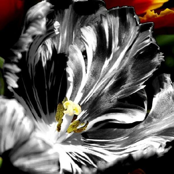 Cool Photograph - Flaming Flower 1 by James Granberry