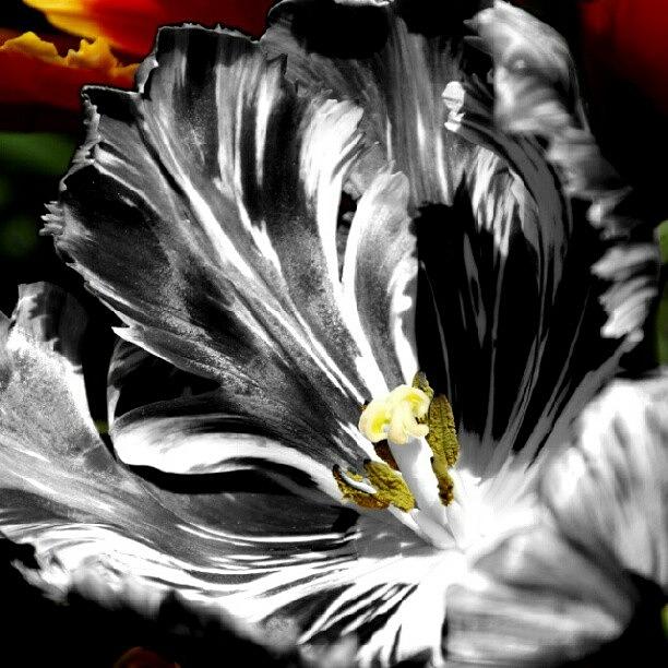 Cool Photograph - Flaming Flower 2 by James Granberry
